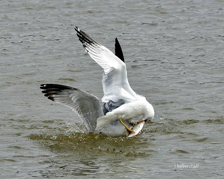 Gulls Fighting Over a Fish