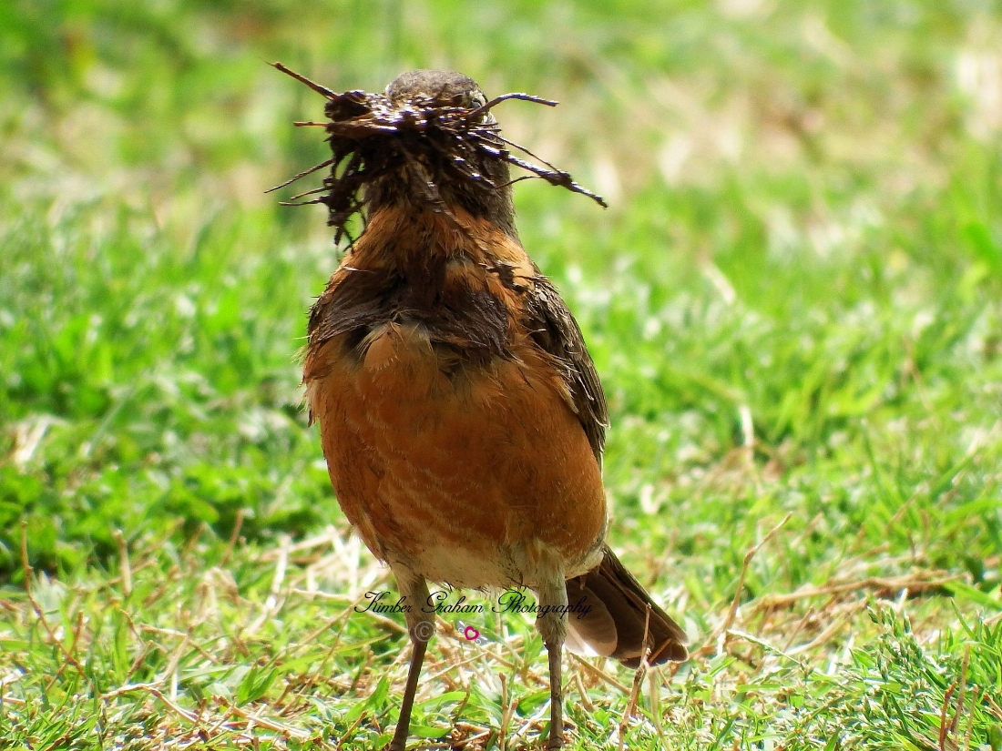 American Robin