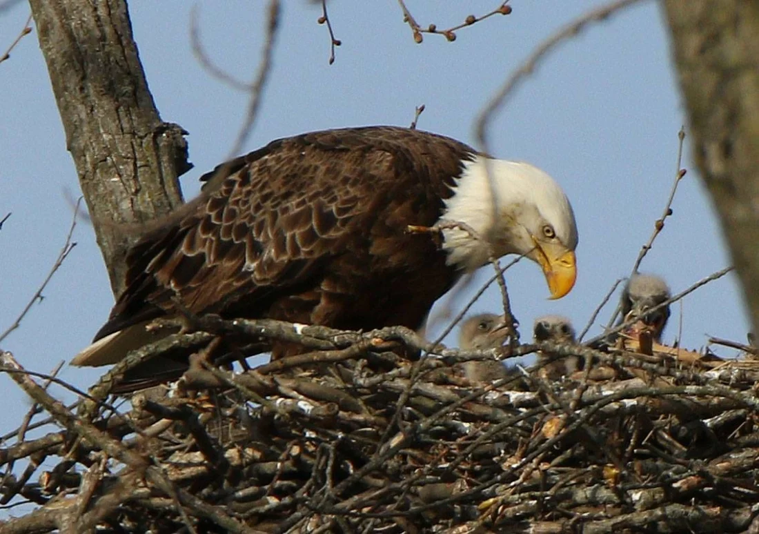 Bald Eagle and Chicks