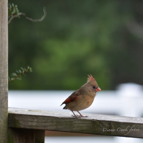 Female Cardinal with No Tail