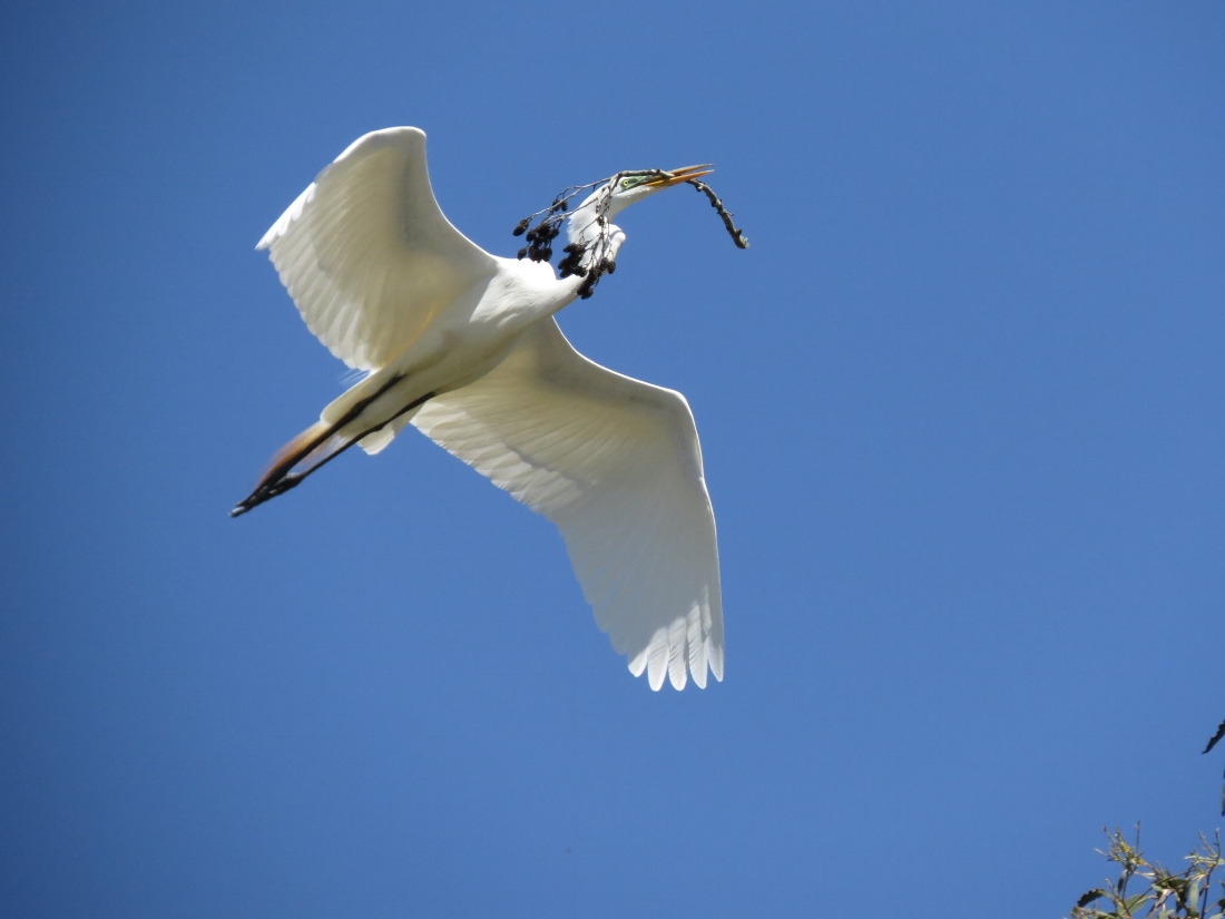 Great Egret