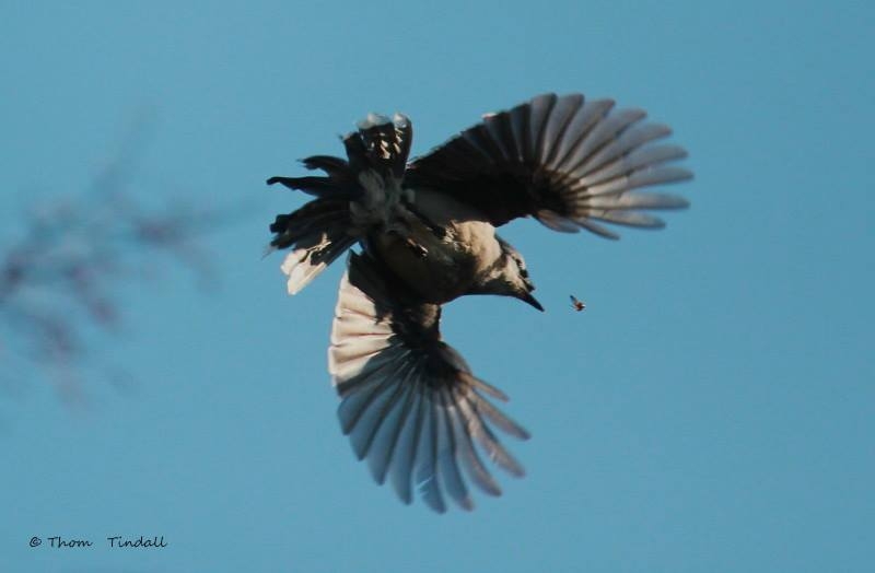 Blue Jay with Broken Beak