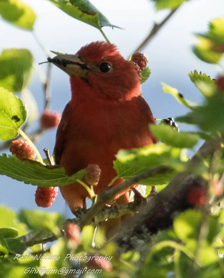 Summer Tanager