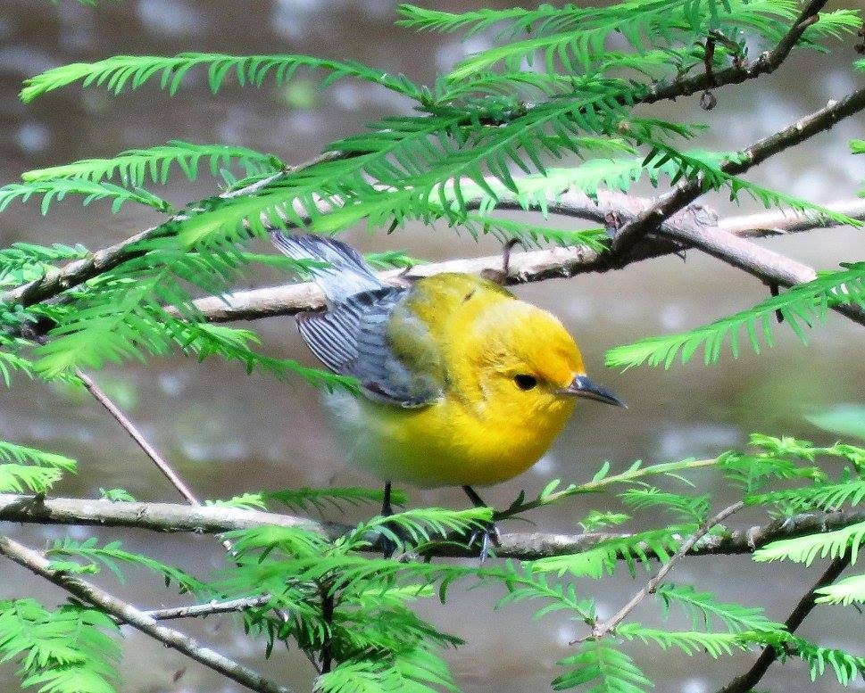 Prothonotary Warbler