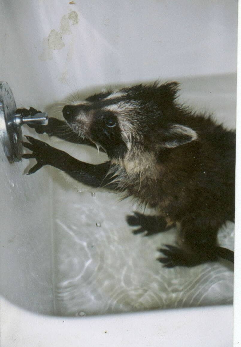 Raccoon in Rehab