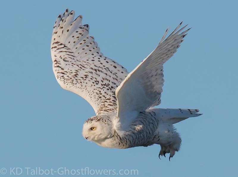 Snowy Owl