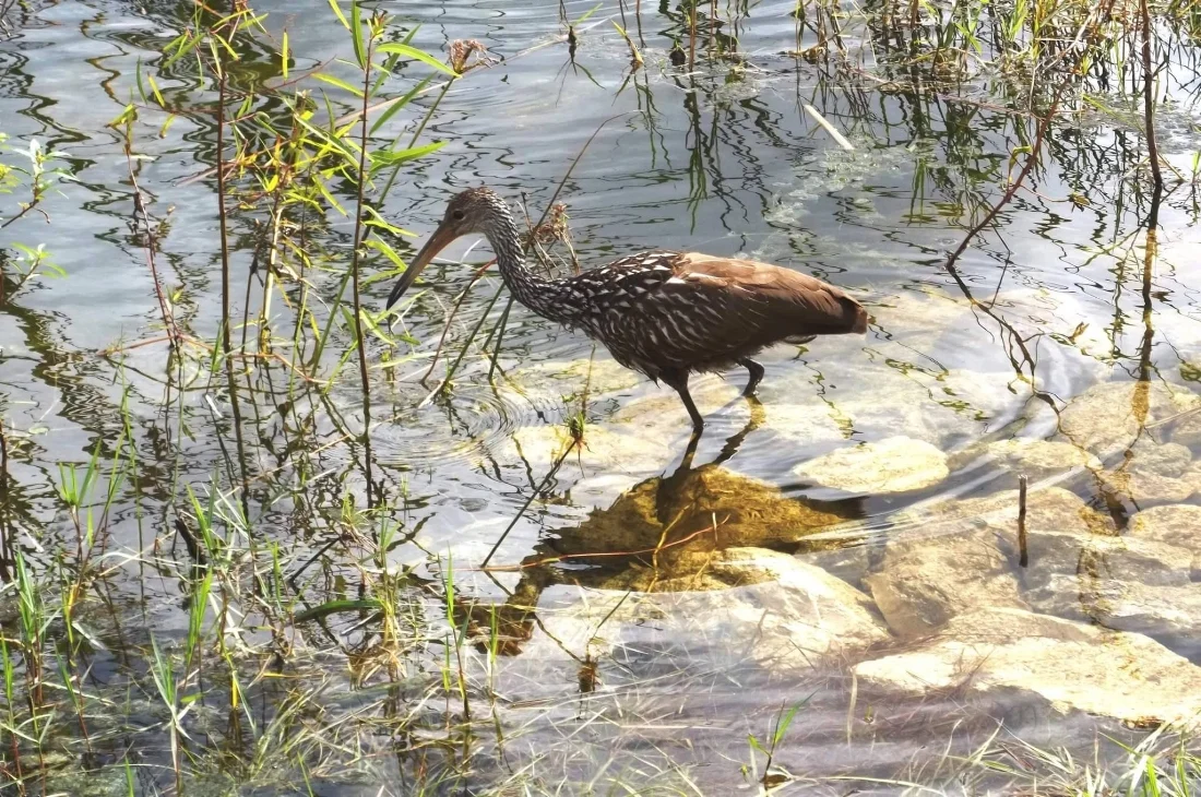 Limpkin