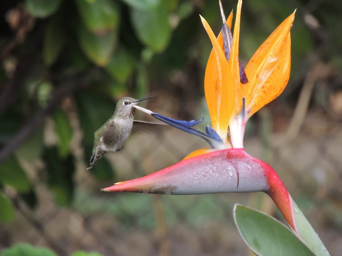 Anna's Hummingbird