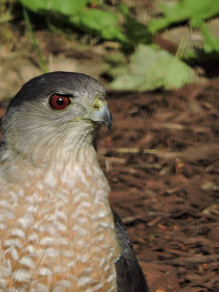 Sharp-Shinned Hawk