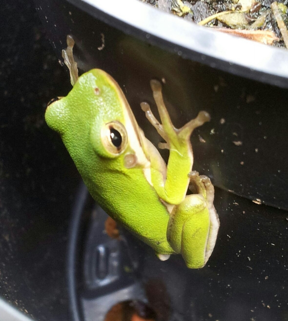 Green Tree Frog