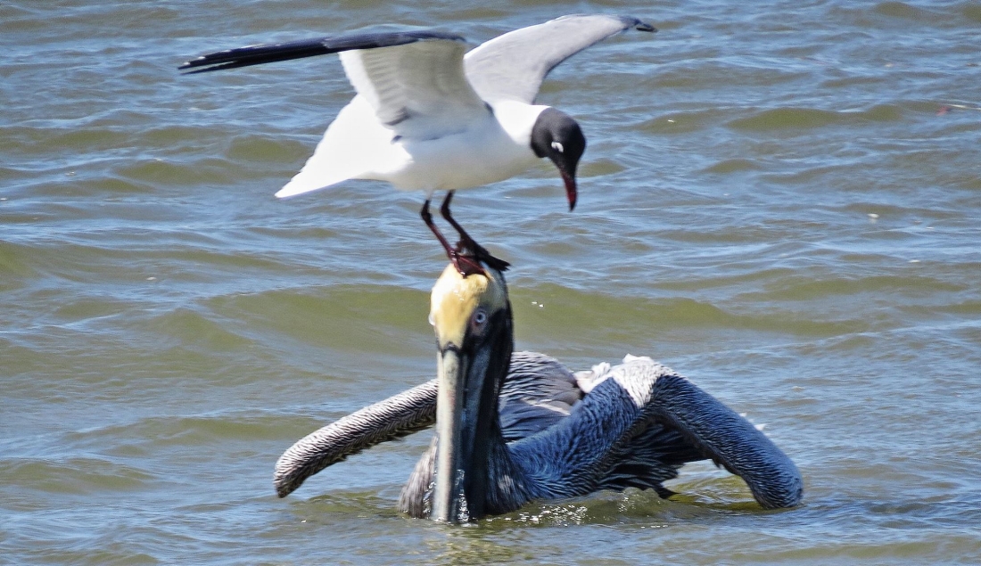 Laughing Gull and Pelican