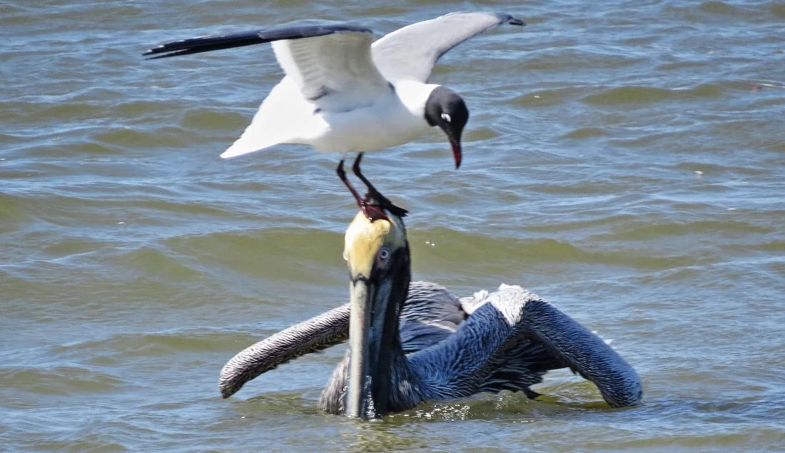 Laughing Gull and Pelican