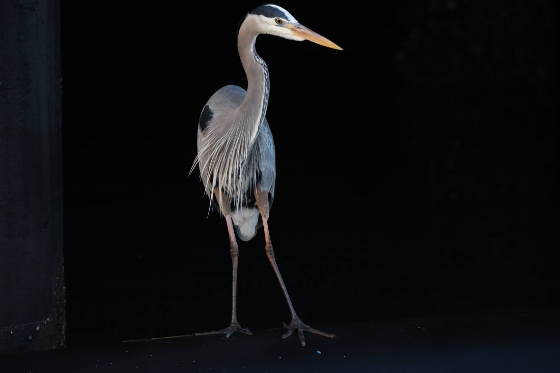 Great Blue Heron