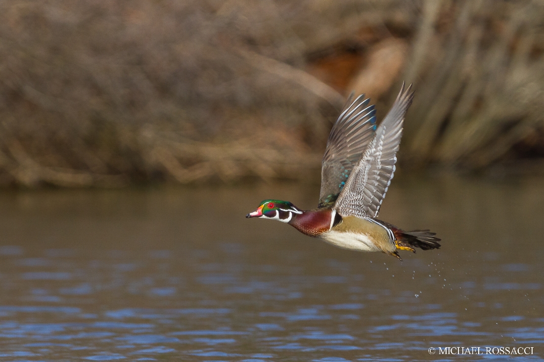 Wood Duck