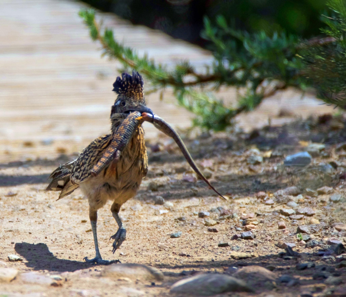 Roadrunner with Lizard