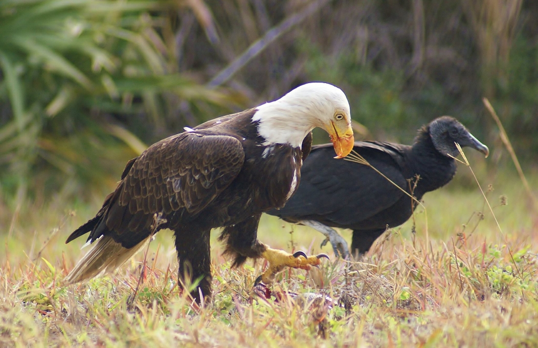 Bald Eagle, Black Vulture, Armadillo