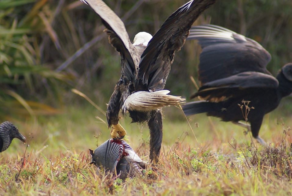 Bald Eagle, Black Vulture, Armadillo