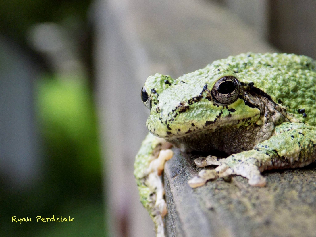 Gray Tree Frog