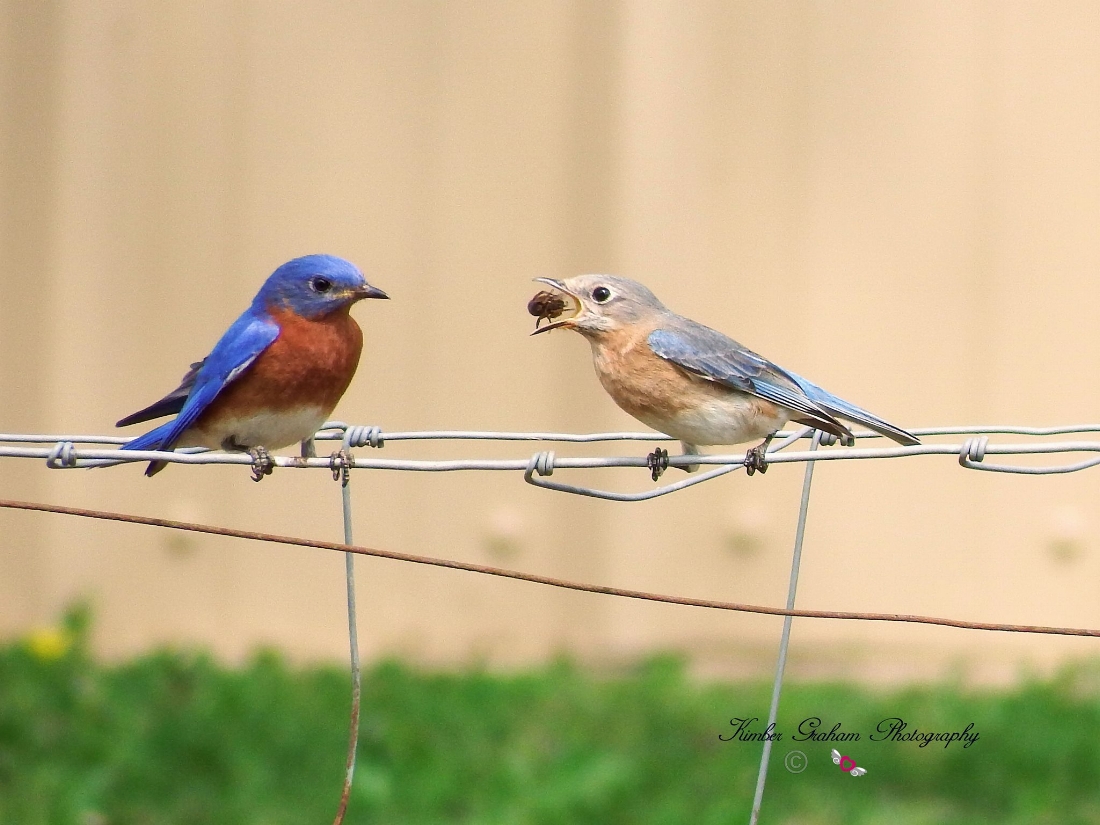 Eastern Bluebirds