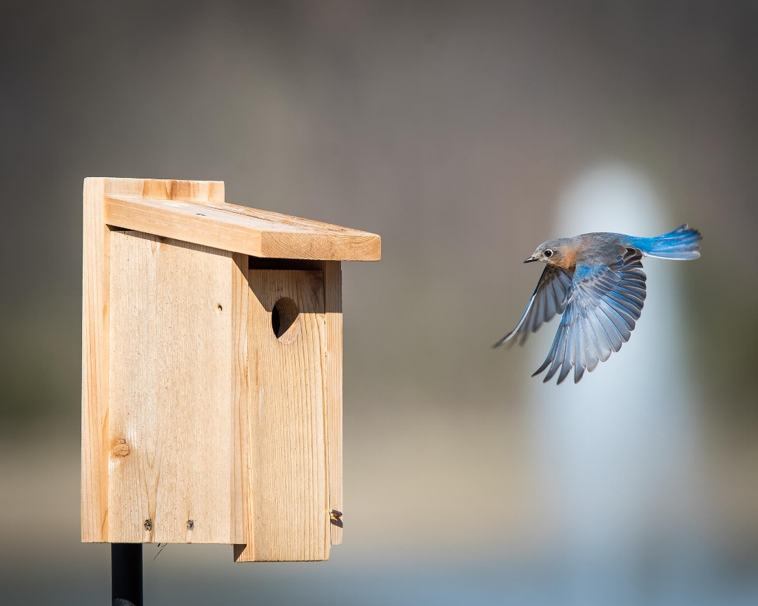 Eastern Bluebird