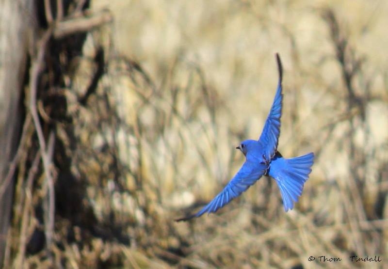 Eastern Bluebird