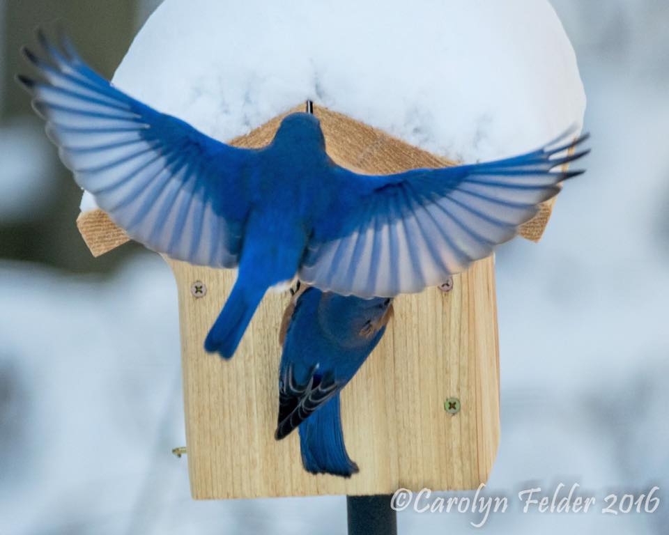 Eastern Bluebirds