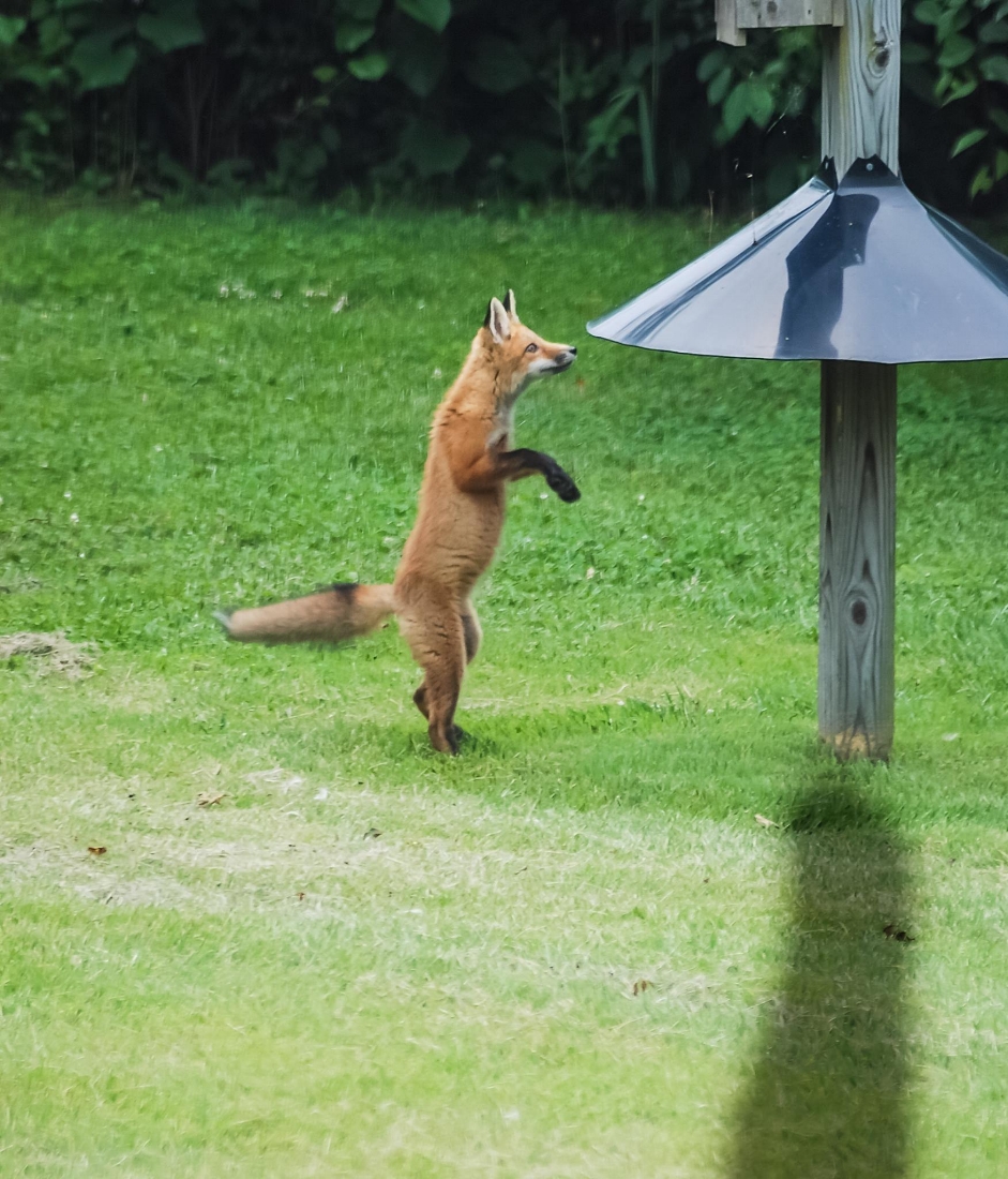 Red Fox Kit