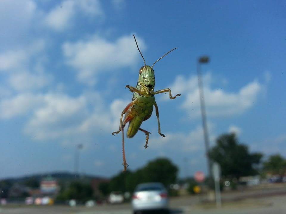 Grasshopper on Windshield