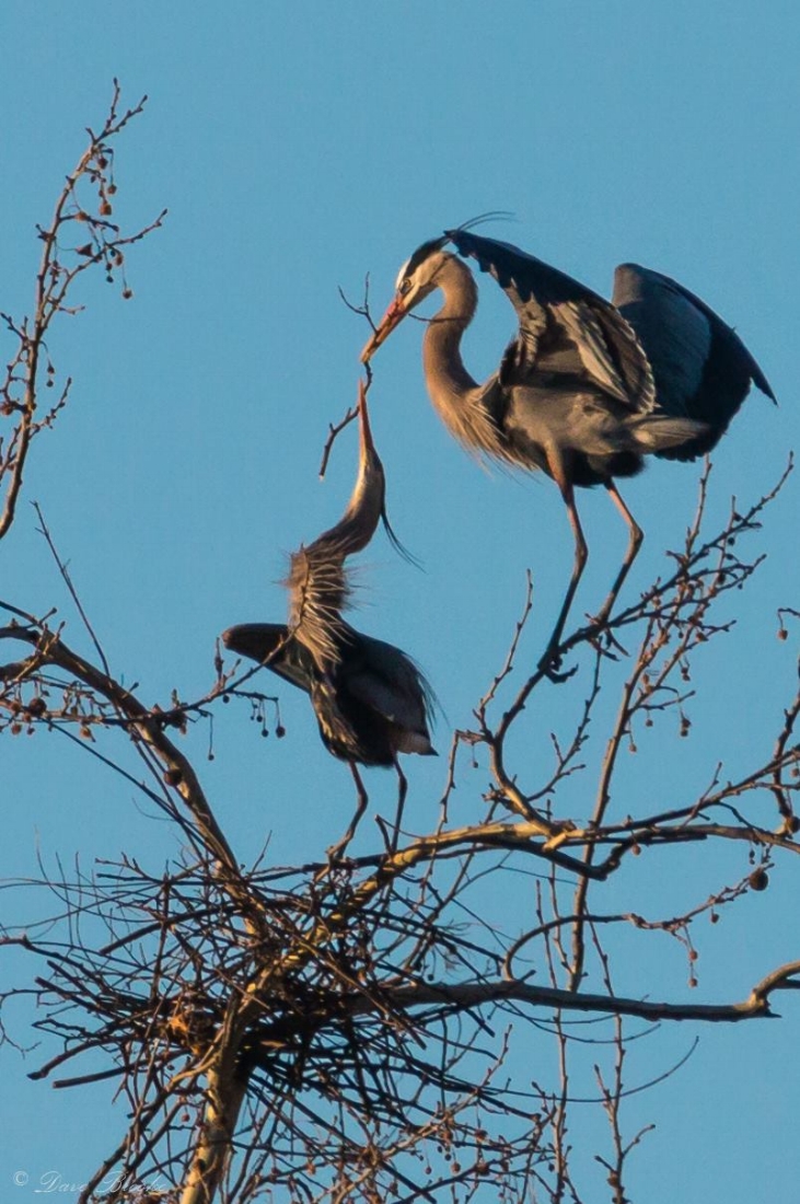 Great Blue Herons