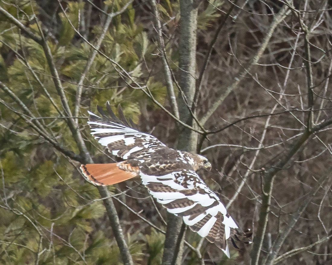 Leucistic Red-Tailed Hawk