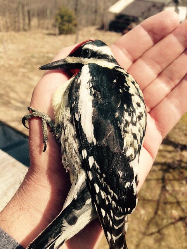 Rescued Yellow-Bellied Sapsucker