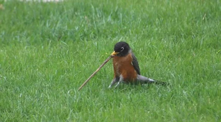 Robin and Worm