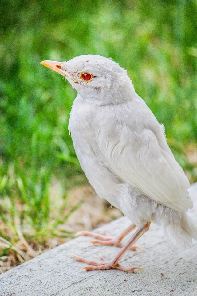 Albino Robin