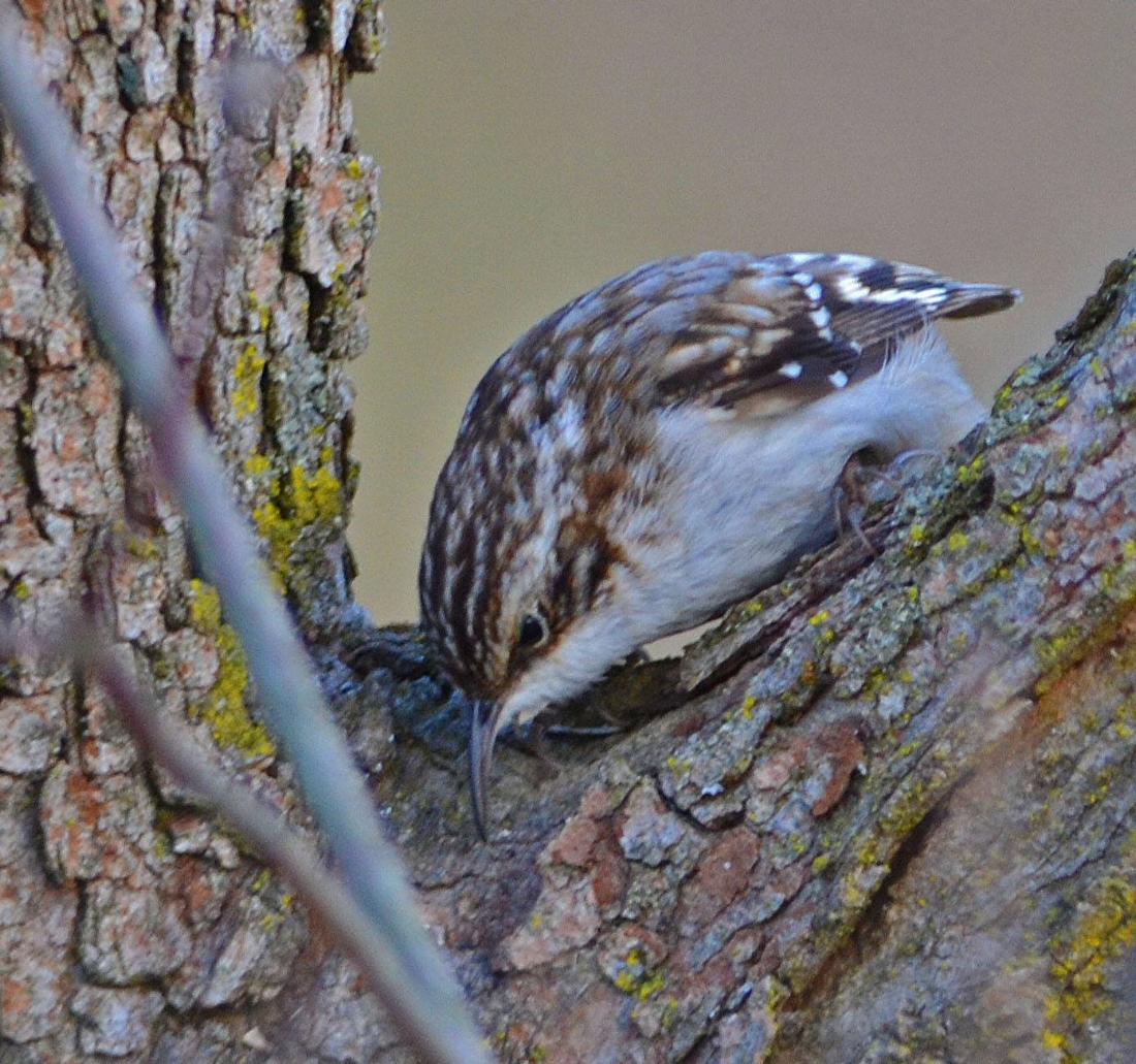 Brown Creeper