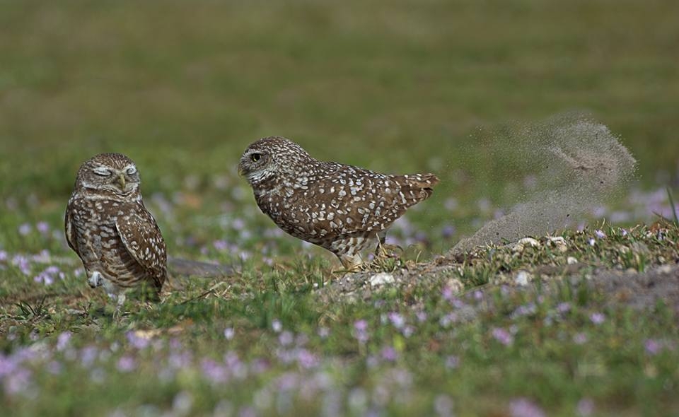 Burrowing Owls