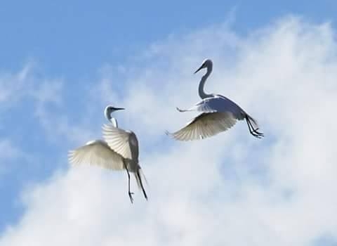 Egrets