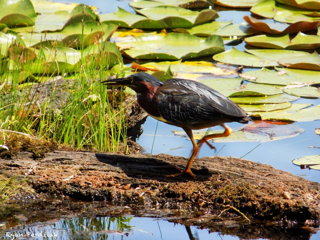 Green Heron