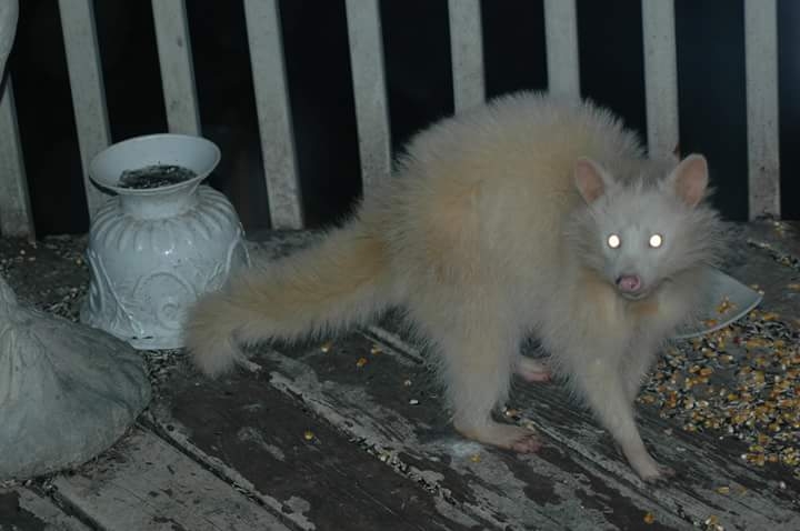 Albino Raccoon