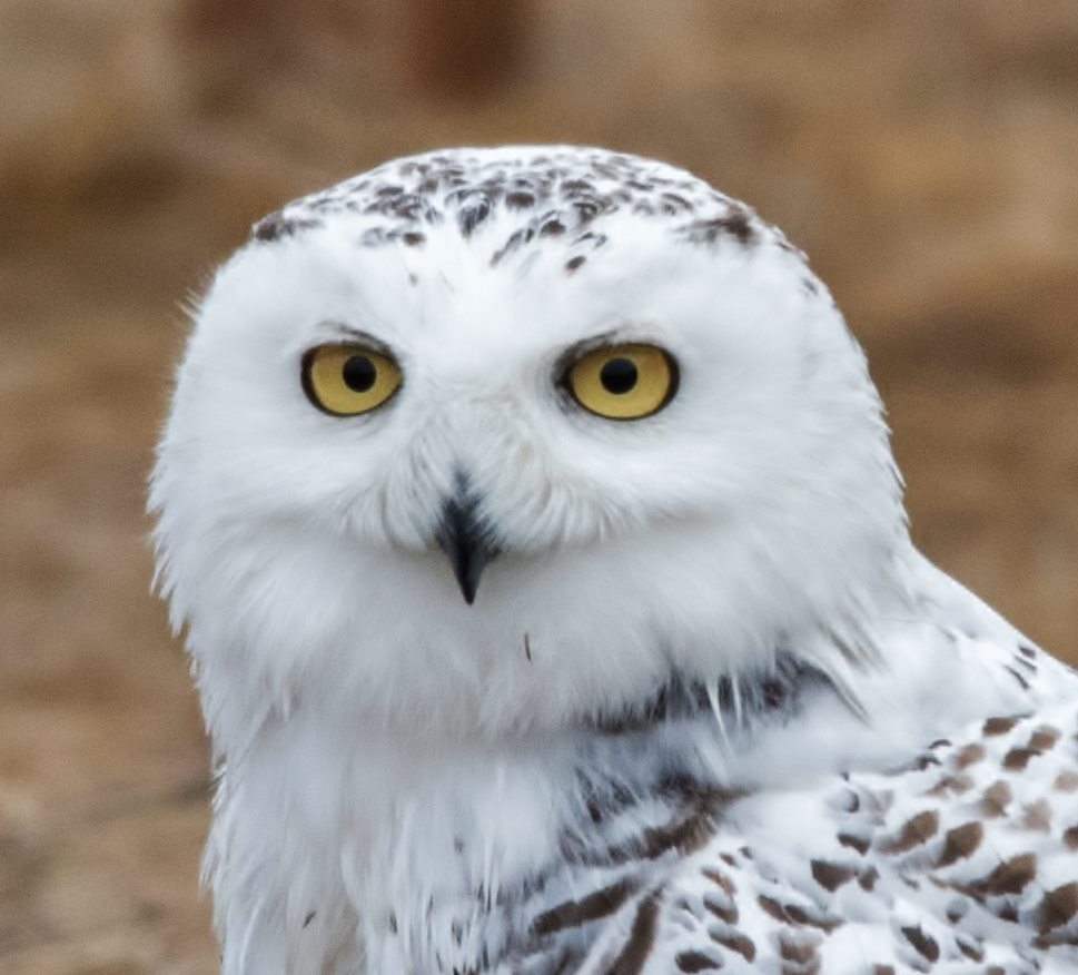 Snowy Owl