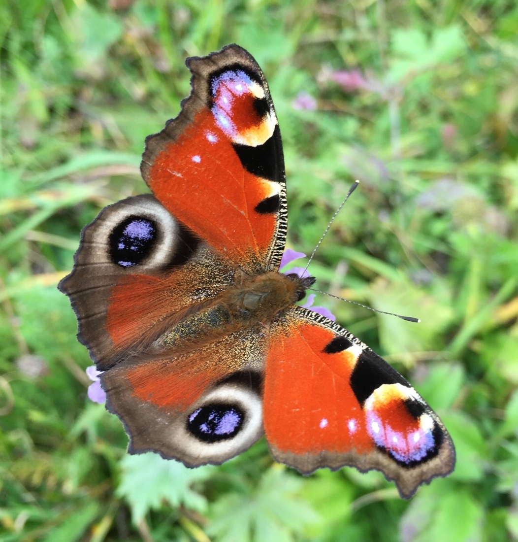 European Peacock Butterfly
