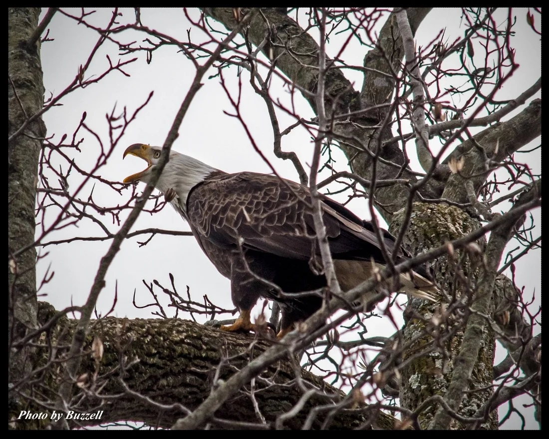 Bald Eagle