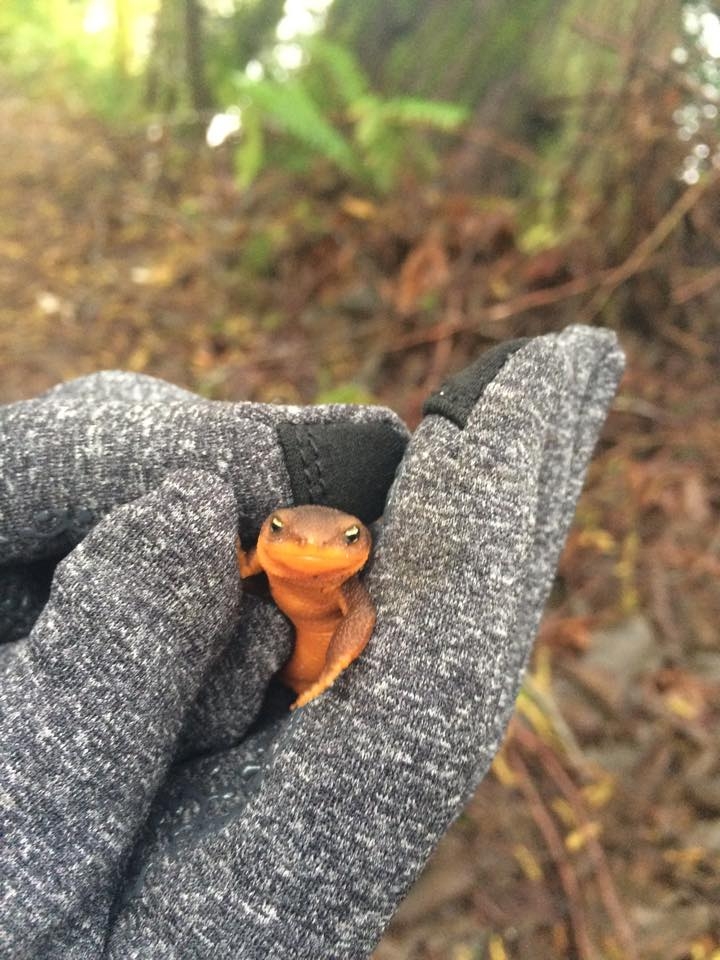 Rough-Skinned Newt