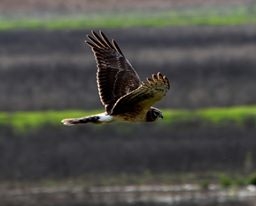 Northern Harrier