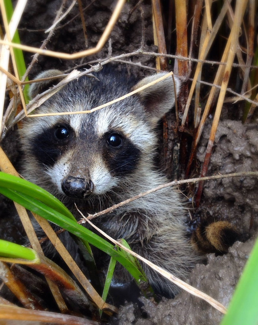 Juvenile Raccoon