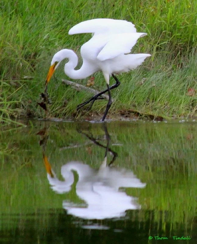 Snowy Egret