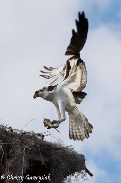 Osprey at Nest