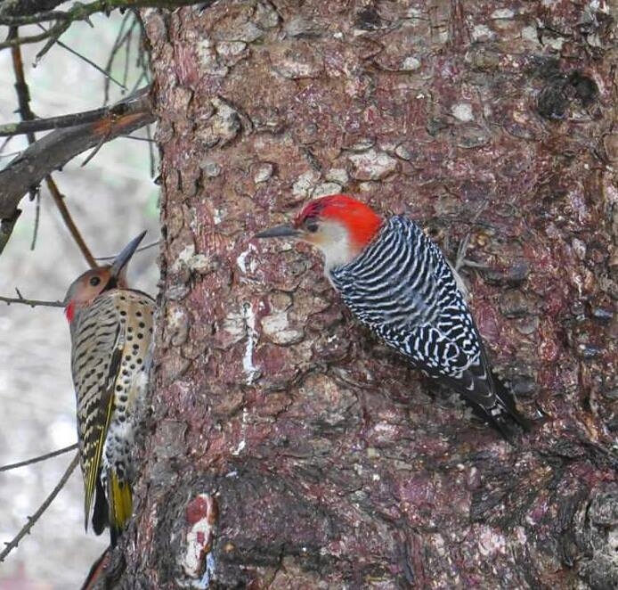 Flicker and Red-Bellied Woodpecker