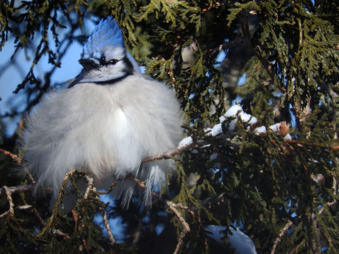 Blue Jay, Minus-5 Degrees