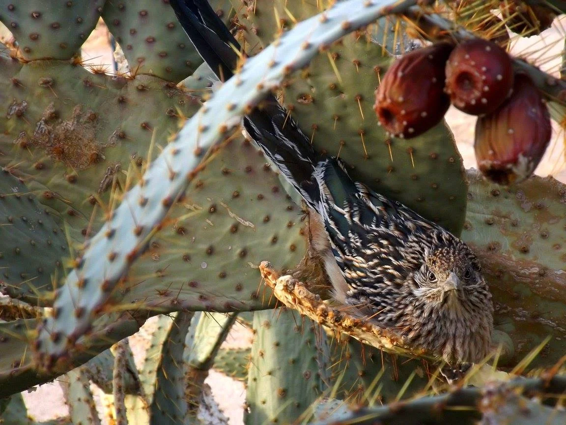 Roadrunner in Prickly Pear