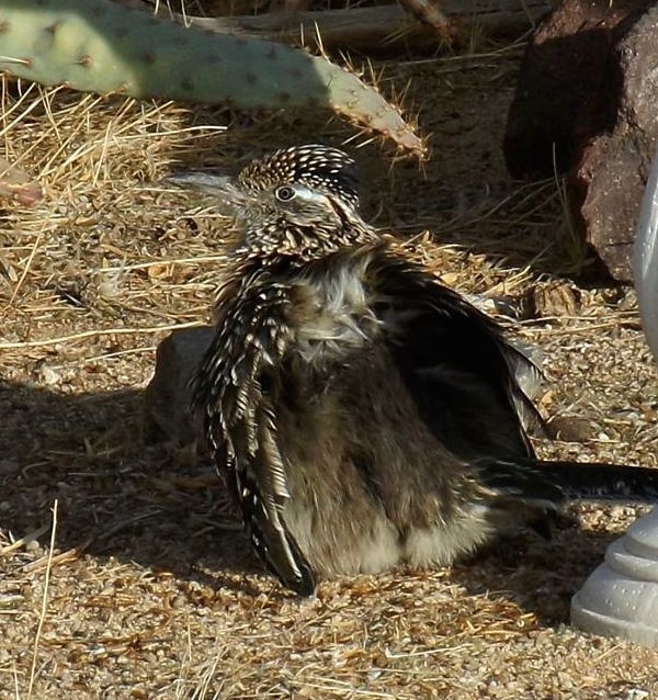 Roadrunner